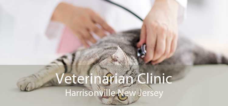 Veterinarian Clinic Harrisonville New Jersey