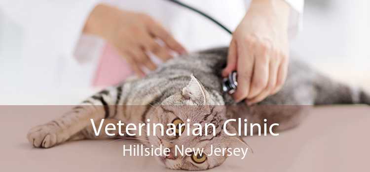 Veterinarian Clinic Hillside New Jersey