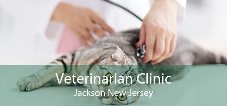 Veterinarian Clinic Jackson New Jersey