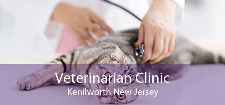 Veterinarian Clinic Kenilworth New Jersey