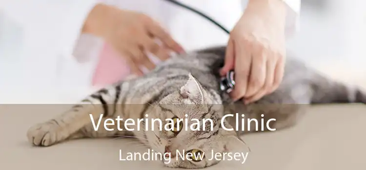 Veterinarian Clinic Landing New Jersey