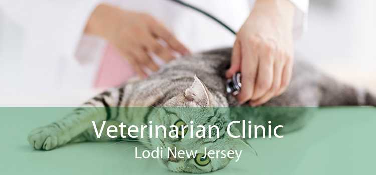 Veterinarian Clinic Lodi New Jersey