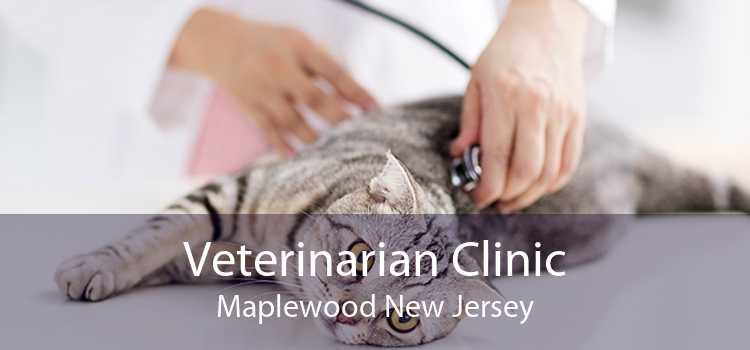 Veterinarian Clinic Maplewood New Jersey