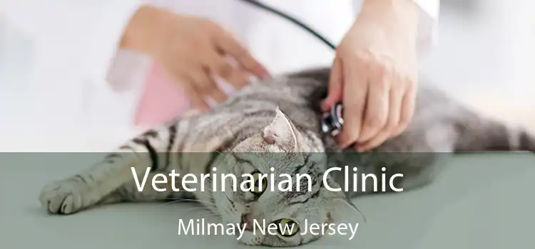 Veterinarian Clinic Milmay New Jersey