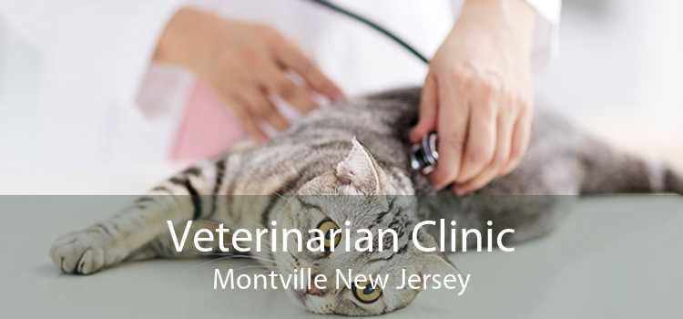 Veterinarian Clinic Montville New Jersey