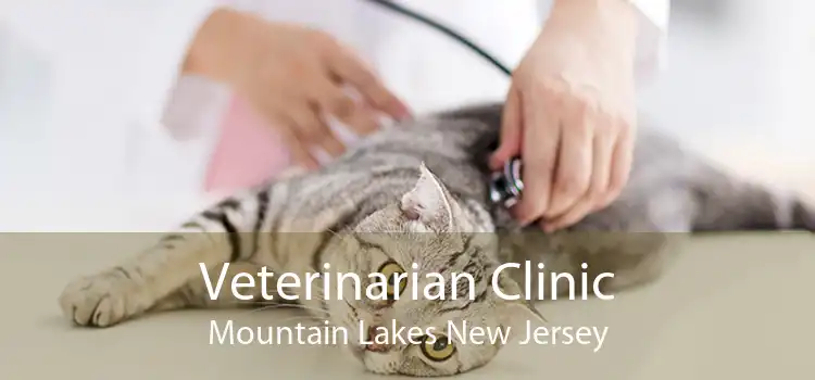 Veterinarian Clinic Mountain Lakes New Jersey