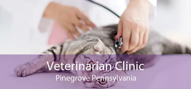 Veterinarian Clinic Pinegrove Pennsylvania
