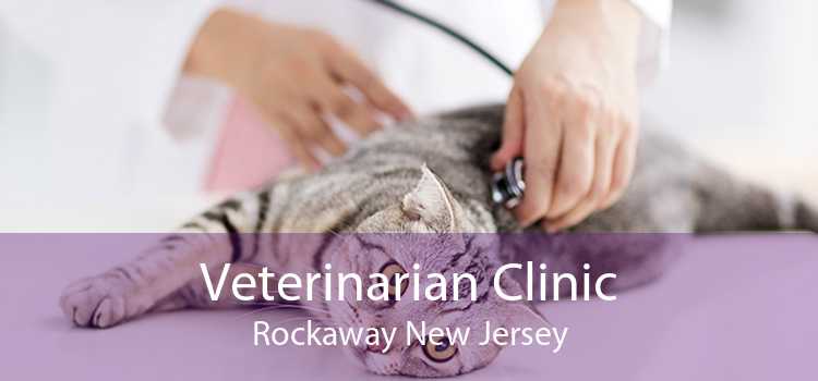 Veterinarian Clinic Rockaway New Jersey