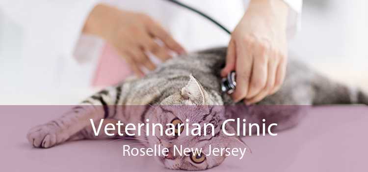 Veterinarian Clinic Roselle New Jersey