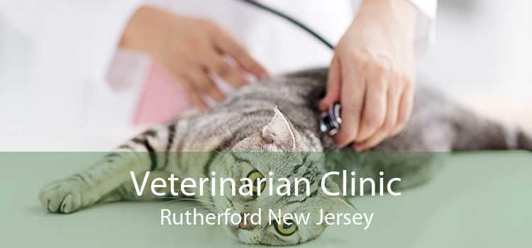 Veterinarian Clinic Rutherford New Jersey