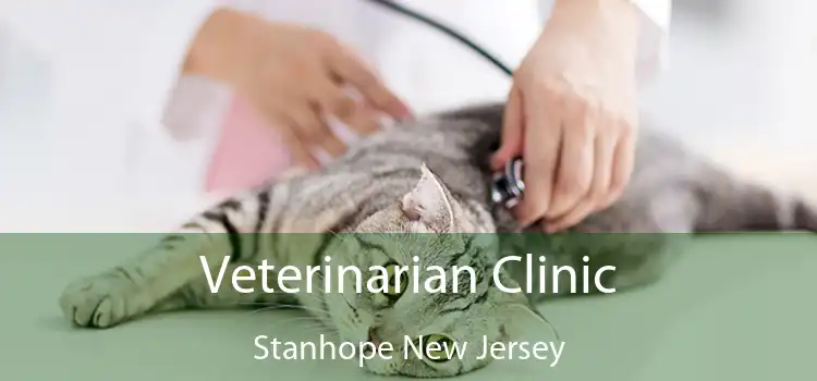 Veterinarian Clinic Stanhope New Jersey