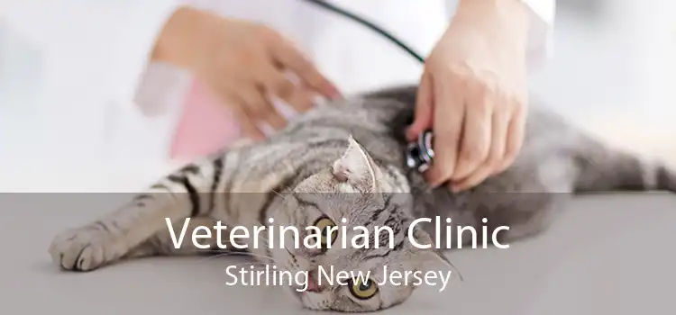 Veterinarian Clinic Stirling New Jersey