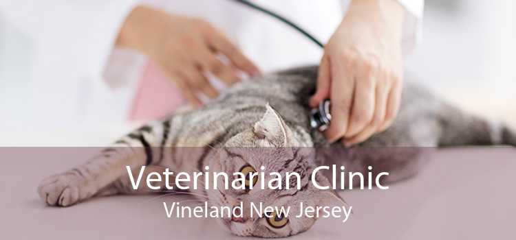Veterinarian Clinic Vineland New Jersey