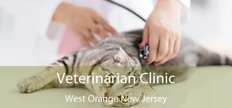 Veterinarian Clinic West Orange New Jersey