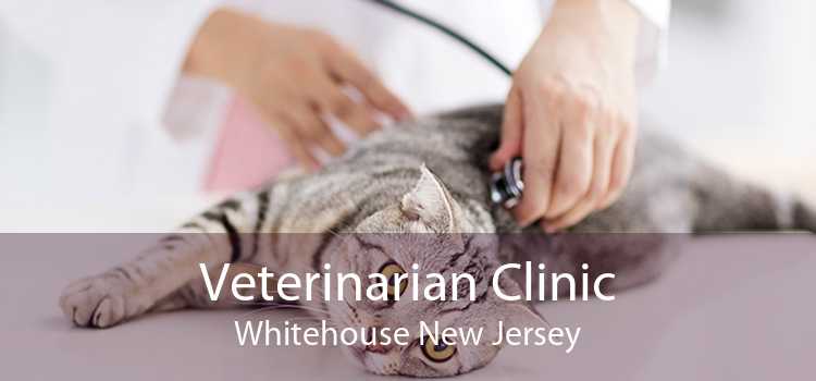 Veterinarian Clinic Whitehouse New Jersey