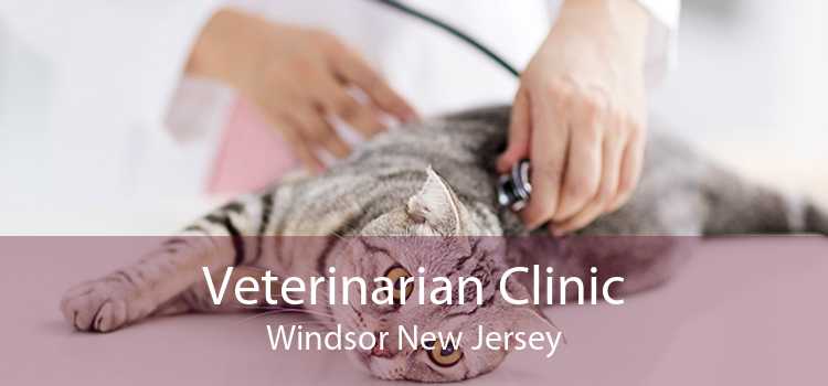 Veterinarian Clinic Windsor New Jersey