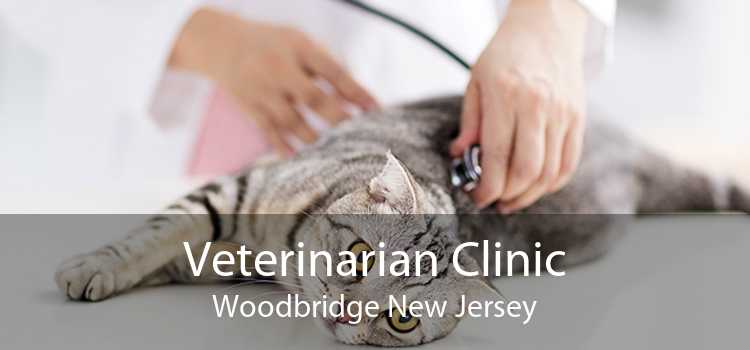 Veterinarian Clinic Woodbridge New Jersey