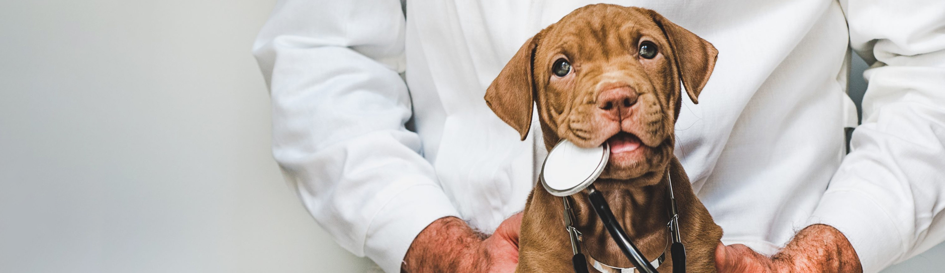 Animal Hospital Parsippany Small, Affordable, And Emergency Animal