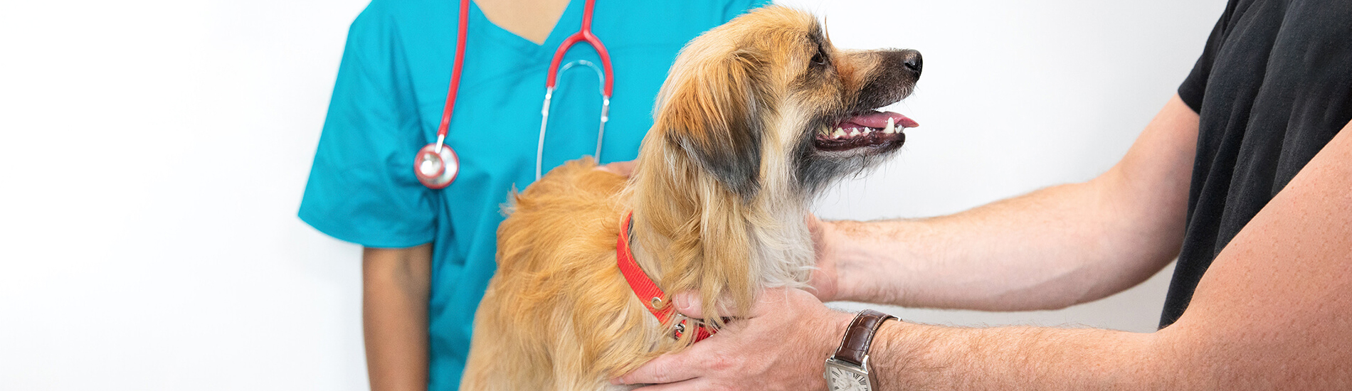 Animal Hospital Voorhees Small, Affordable, And Emergency Animal Hospital