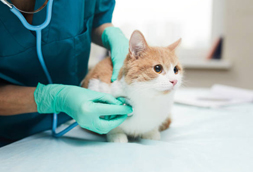Olyphant Animal Hospital