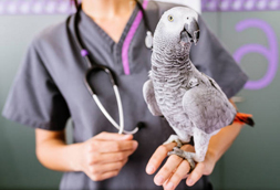 Bird Vet in Valley View