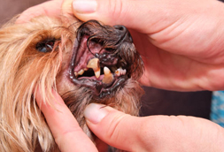 New Brunswick Dog Dentist