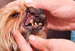 Olyphant Dog Dentist