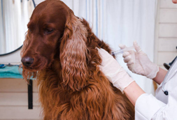 Dog Vaccinations in Chester