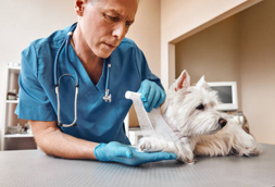 Bristol Emergency Vet