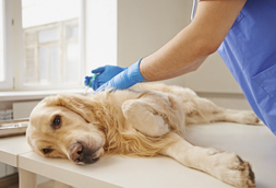 Pet Euthanasia in Olyphant