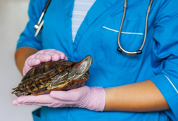 Bristol Reptile Vet