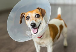 Olyphant Spaying and Neutering