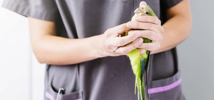 bird regular veterinary clinic