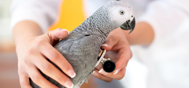 bird regular veterinary clinic in Avenel