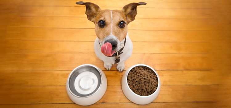 animal hospital nutritional consulting in Moorestown