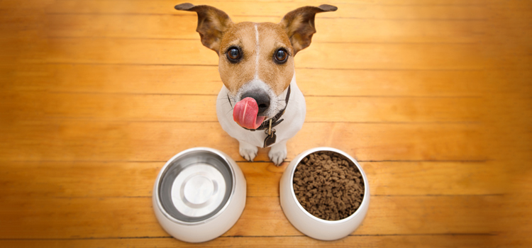 animal hospital nutritional consulting in Carbondale