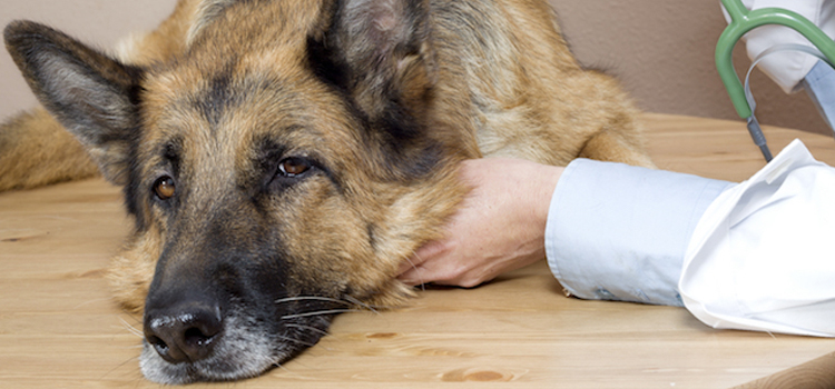 Dog Euthanasia Drugs in Chinchilla