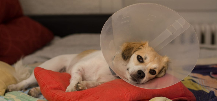 spay and neuter facilities in Teterboro