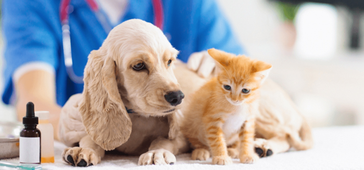 Lafayette pet emergency clinic