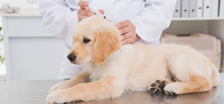 dog vaccination clinic in Darby