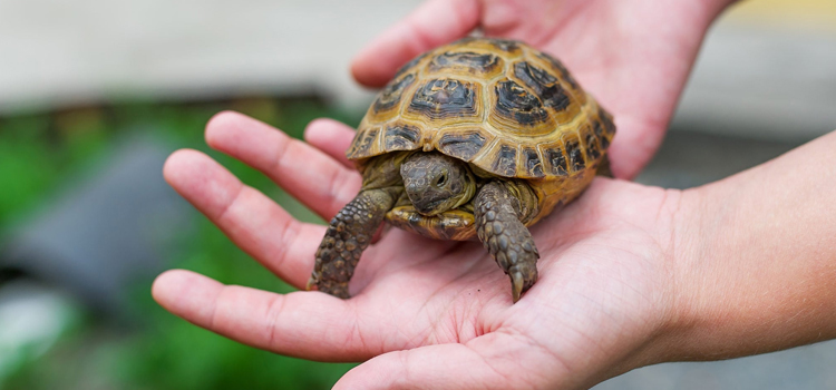 practiced vet care for reptiles in Hightstown