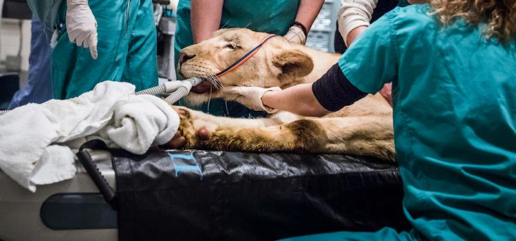 Hightstown animal hospital veterinary surgical-process
